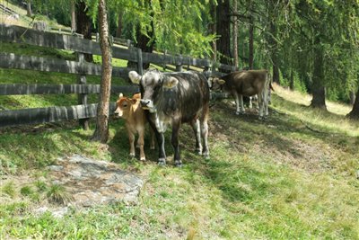 Rinder und Kälber auf der Alm