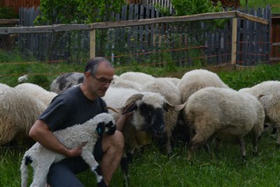 Lammbauer Bachmann Stefan und seine Lämmer