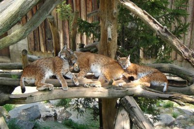Wildlife park Assling near Lienz